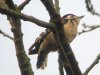 Lesser Spotted Woodpecker at Hockley Woods (Steve Arlow) (50705 bytes) Lesser Spotted Woodpecker at Hockley Woods (Steve Arlow) (50705 bytes)